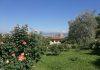 Il Giardino delle Rose – Un angolo di paradiso nel cuore di Firenze