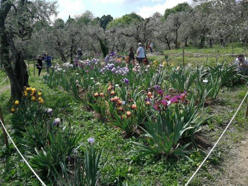 Giardino_Iris_Firenze