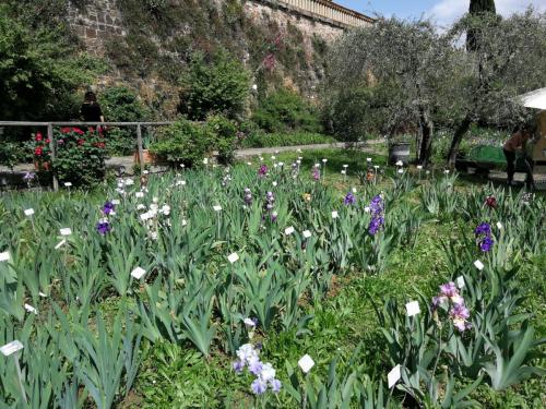 Giardino_Iris_Firenze