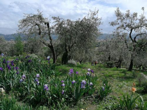 Giardino_Iris_Firenze