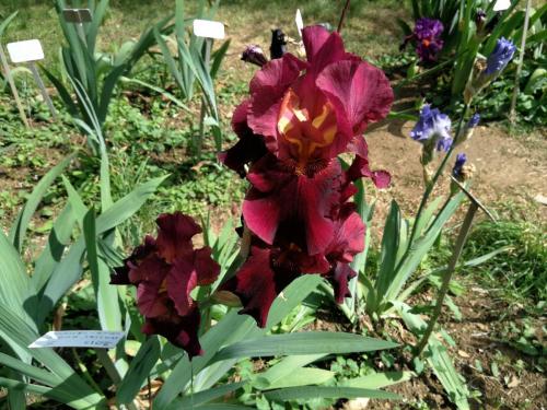 Giardino_Iris_Firenze
