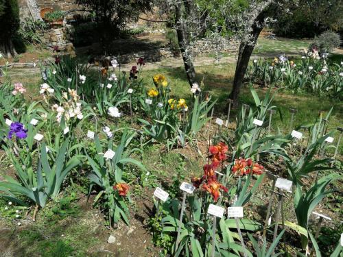 Giardino_Iris_Firenze