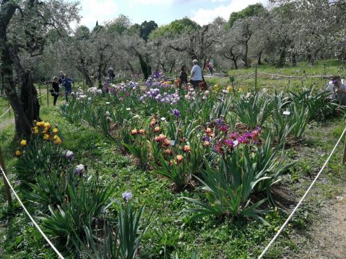 Giardino_Iris_Firenze