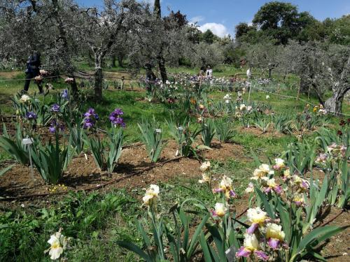 Giardino_Iris_Firenze
